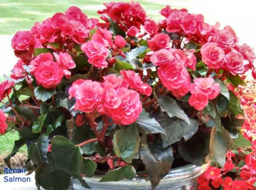 B. ‘Renoir Salmon’